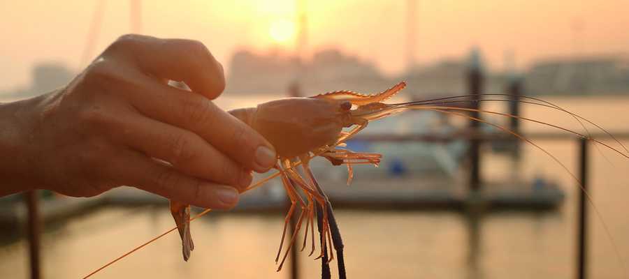 mb-shrimp-fishing