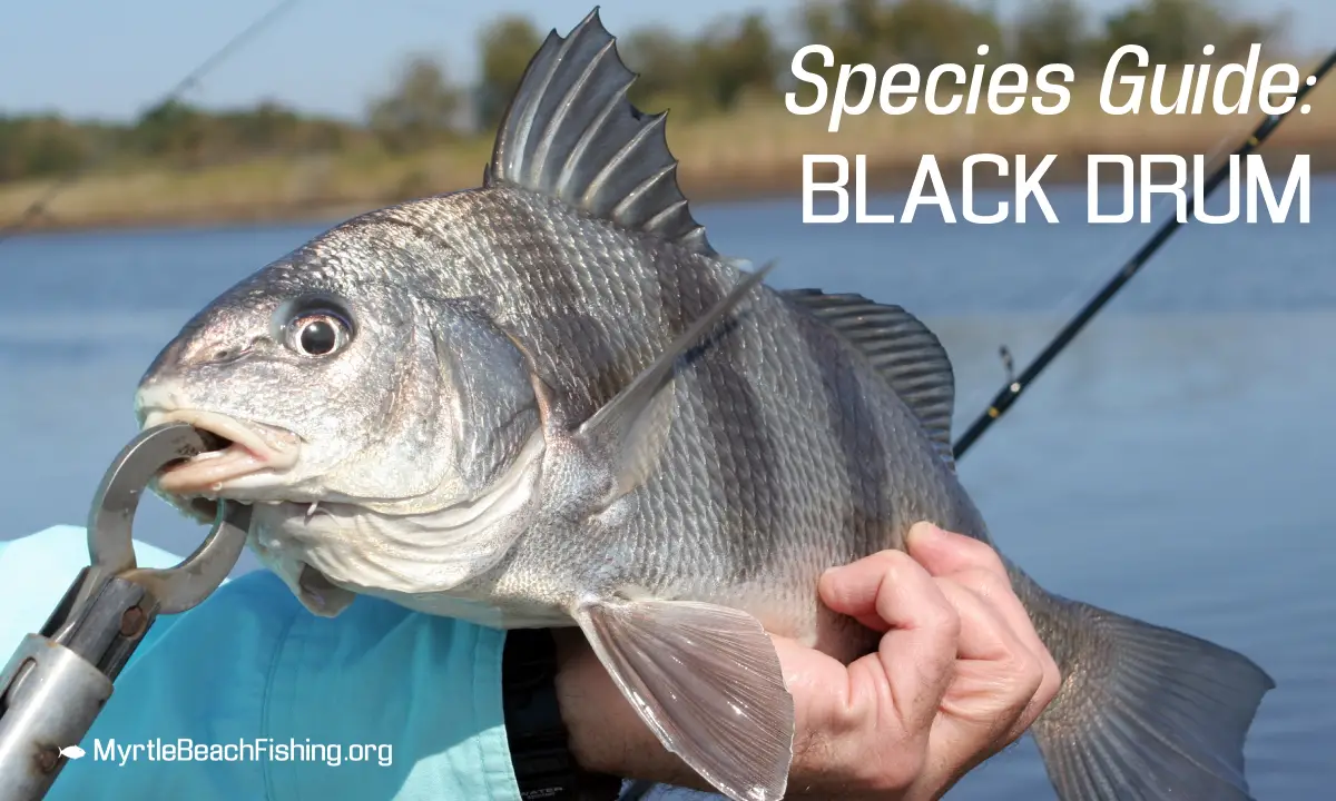 Myrtle Beach Black Drum Fishing - Spots, Recommended Bait & Tips