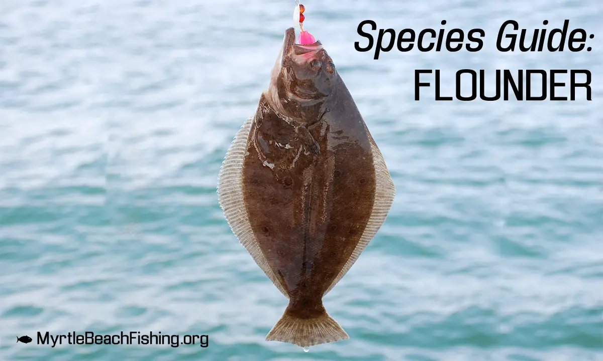 Myrtle Beach Flounder Fishing - Spots, Recommended Bait & Tips