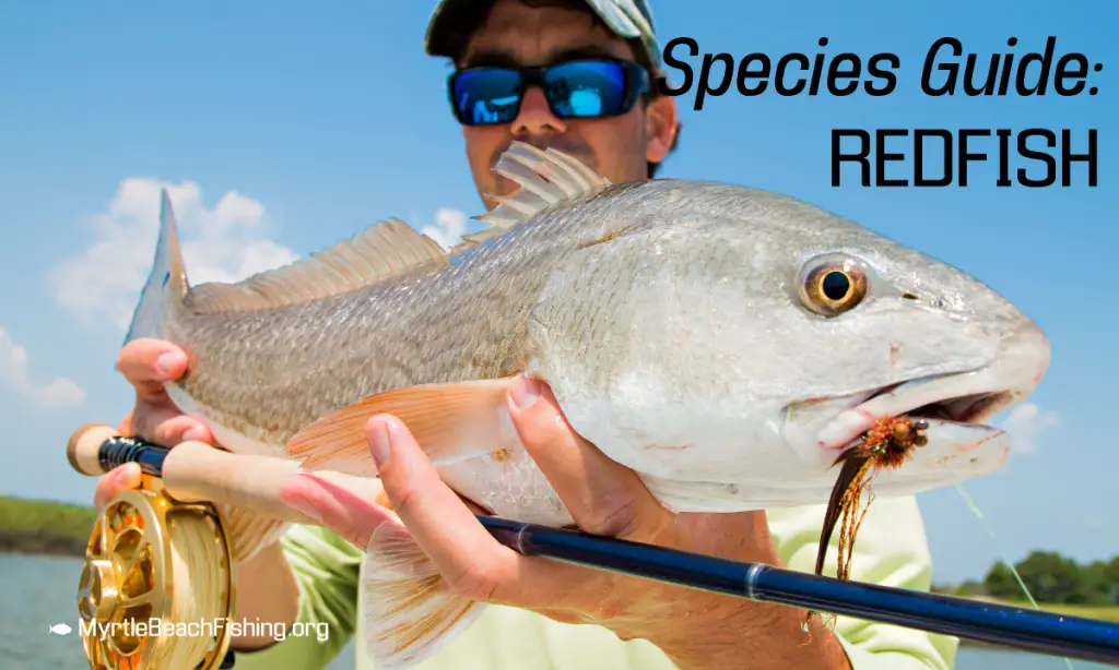 Redfish Fishing: A Complete Guide
