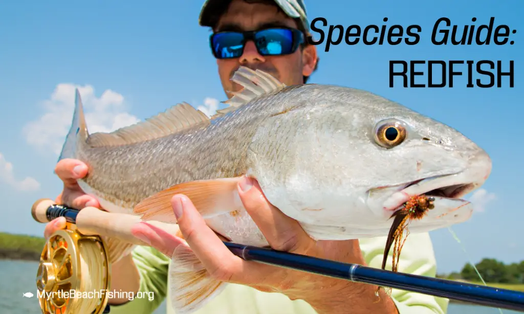 Myrtle Beach Redfish / Red Drum Fishing - Spots & Recommended Bait